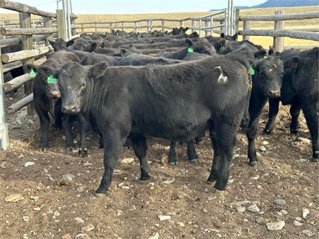 Unweaned Steer Calves | Lewiston, MT