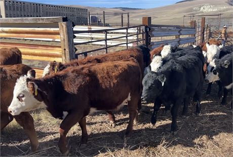 Weaned Heifers | Dillon, Montana