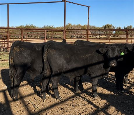 Black Angus Steer Calves | Sheridan, Montana