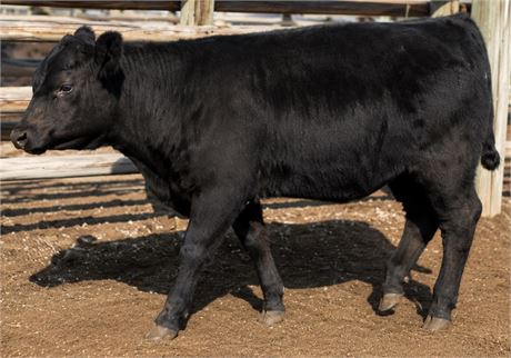 Balancer Steer Calves | Ennis, Montana