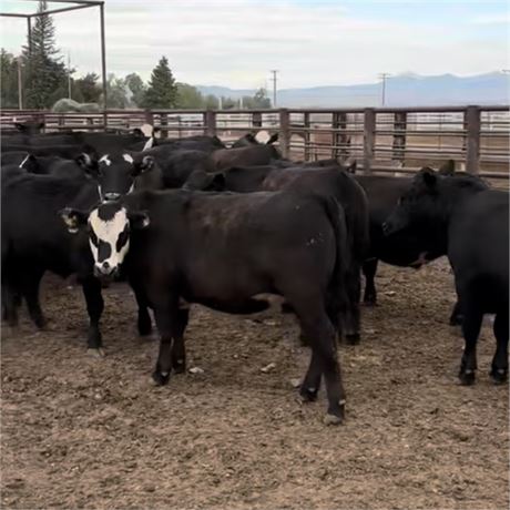 Feeder Steers | Dillon, Montana
