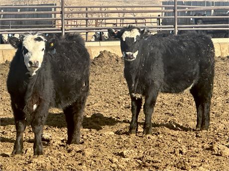 2-Way, GAP Certified, Black & Baldy Heifers | Dillon, Montana