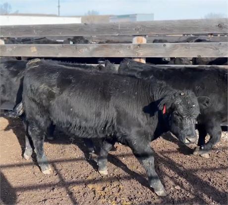 160 Black Angus Steer Calves | 625 lbs | Big Timber, Montana