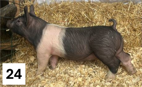 Lot 24 | Gilt | Hampshire Cross