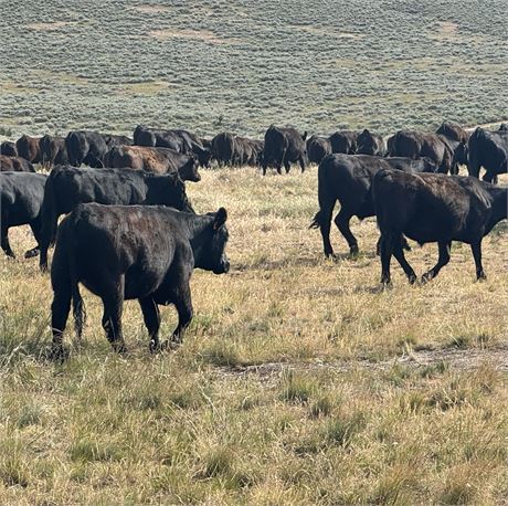 Yearling Steers at Alder, Montana
