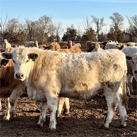 Charolais Cross Feeder Steers | Platte, South Dakota