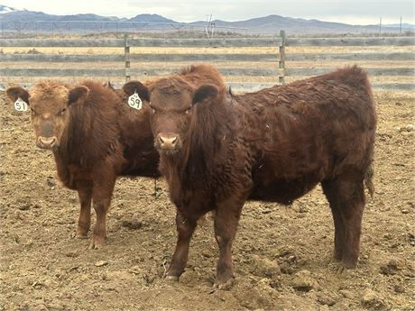 Feeder Steers | Three Forks, Montana