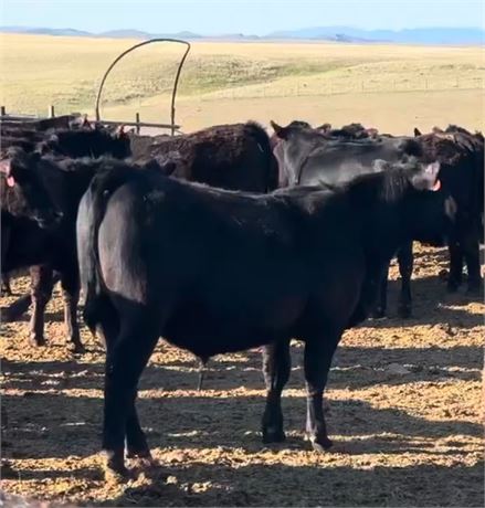 Sim Angus Steer Calves | Fairfield, Montana