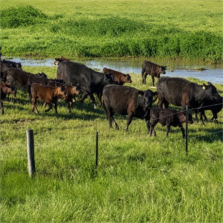 Black Angus Steer Calves | Watford City, North Dakota