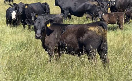 65 Mixed Calves | 525/500 lbs | Park City, Montana