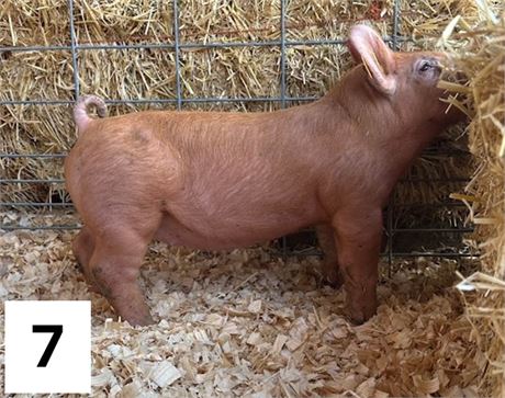 Lot 7 | Gilt | Duroc Cross
