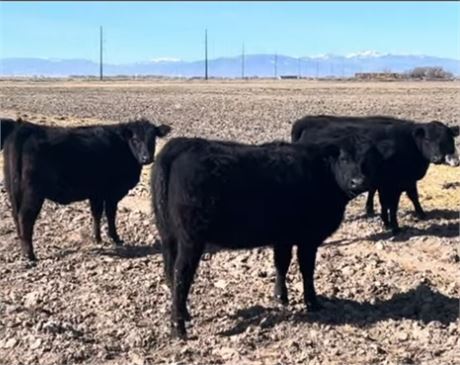 SimAngus Cow Calf Pairs | Alamosa, Colorado
