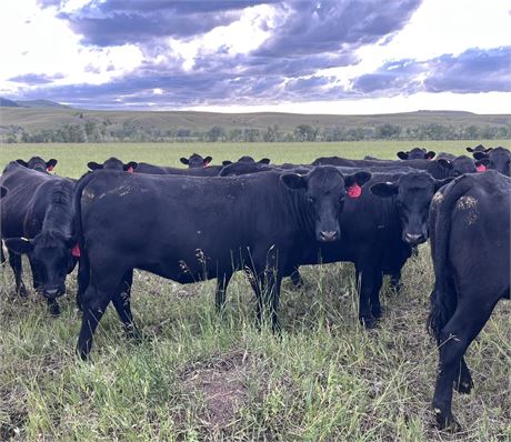 Black Angus Bred Heifers | Belgrade, Montana
