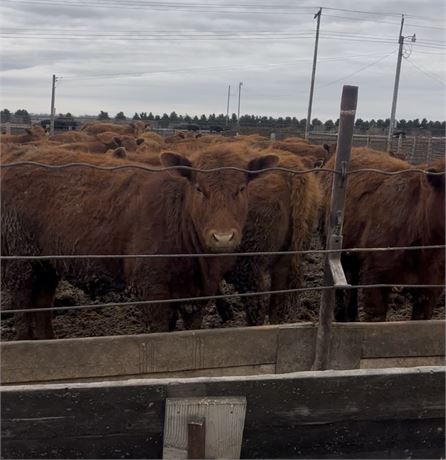 Red Angus Open Replacement Heifers | Carrington, North Dakota