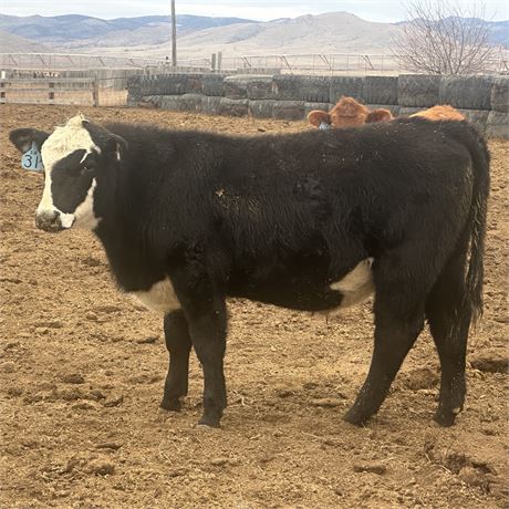 3-Color Feeder Steers | Three Forks, Montana