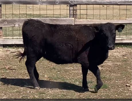 Black Angus Open Replacement Heifers | Big Timber, Montana
