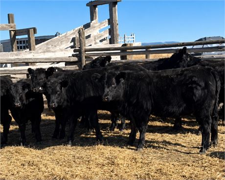 Black Angus Heifer Calves | Hobson, Montana