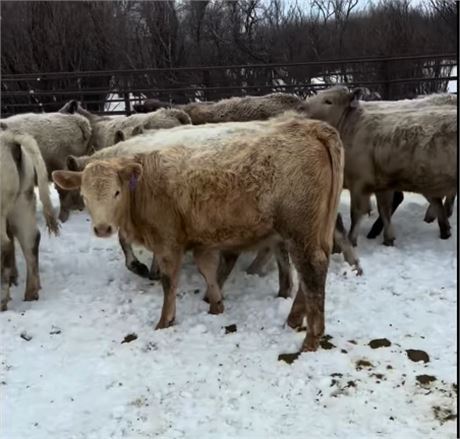 Weaned Heifer Calves | Denton, Montana