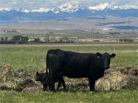 Cow Calf Pairs | Alder, Montana
