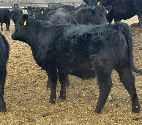 Black Angus Open Replacement Heifers | Boulder, Montana