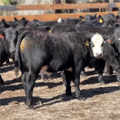 92 Steer Calves | 510 lbs | Columbus, Montana