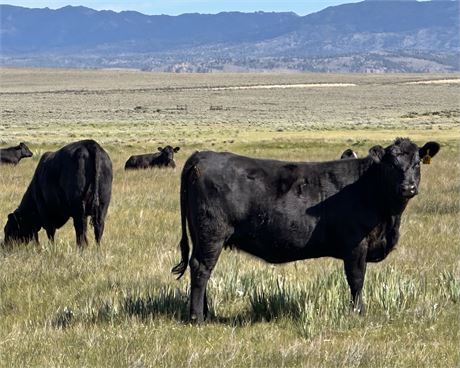 165 Bred Heifers | March Calvers | Lander, Wyoming