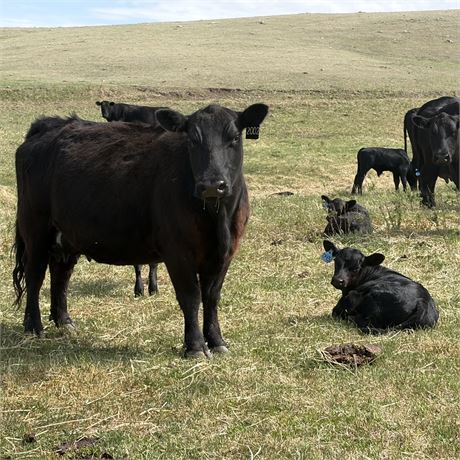 Young Cow Calf Pairs  | Chester, Montana