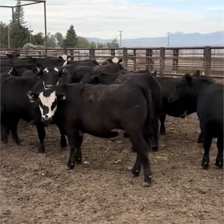 Feeder Steers | Baldy & CharX | Dillon, Montana