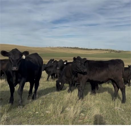 60 Open Heifers | 850 lbs | Watford City, ND