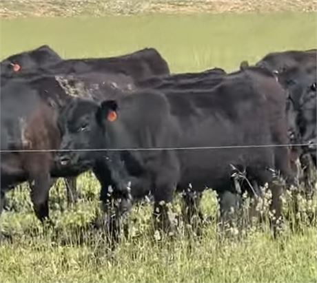 220 Spayed Yearling Heifers | 850 lbs | Alder, Montana