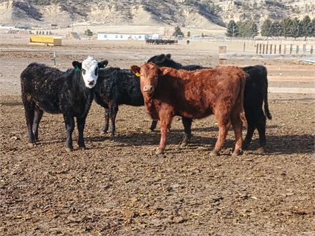 Feeder Heifers | Bridger, Montana