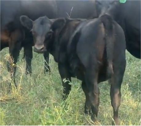 30 Heifer Calves | 525 lbs | Helena, Montana
