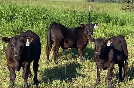 40 Mixed Calves | 650/550 lbs | Park City, Montana