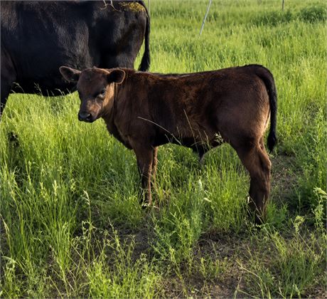 Red Angus Steer Calves | Halliday, North Dakota