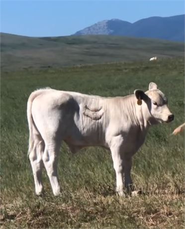 165 CharX Steer Calves | 565 lbs | Stanford, Montana