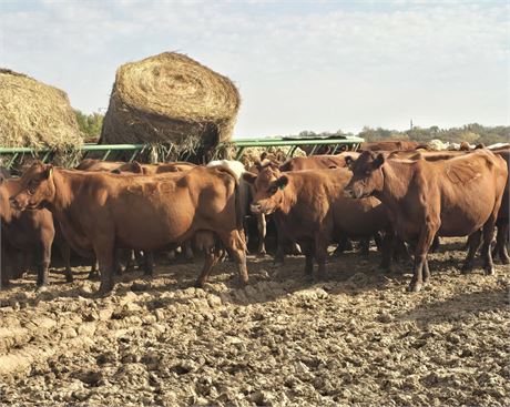 15 Solid Mouth Red Angus Bred Cows | April-May Calvers | Rochester, Minnesota