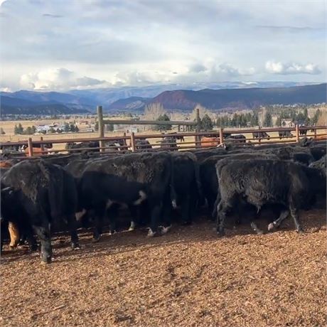 100 SimAngus Heifer Calves | 575 lbs | Carbondale, Colorado