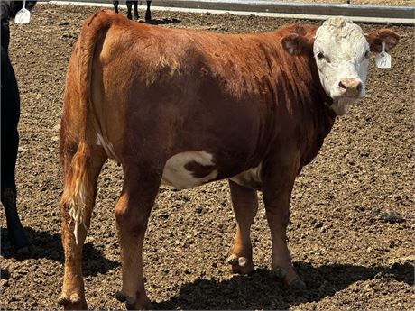Weaned Heifer Calves | Joliet, Montana