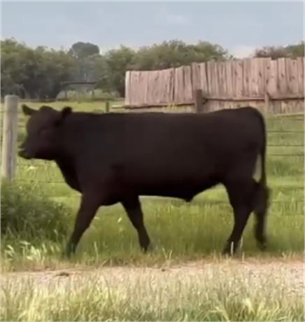 Black Angus Yearling Steers | Whitehall, Montana