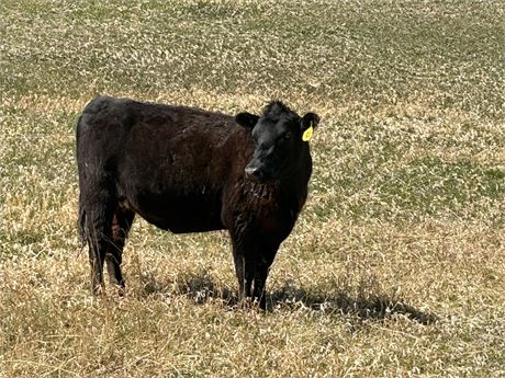 Running Age Cow Calf Pairs  | Chester, Montana