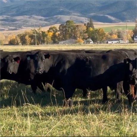 22 Bred Cows | April - May Calvers | Alder, Montana