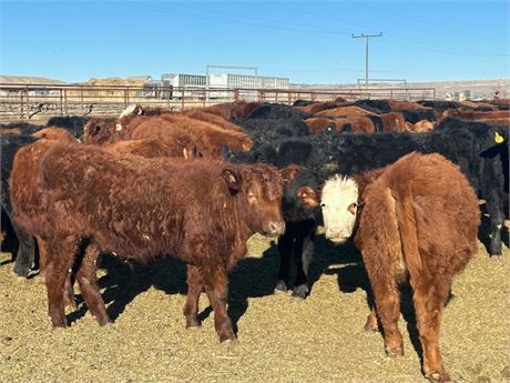 Lightweight Weaned Steer Calves | Joliet, Montana