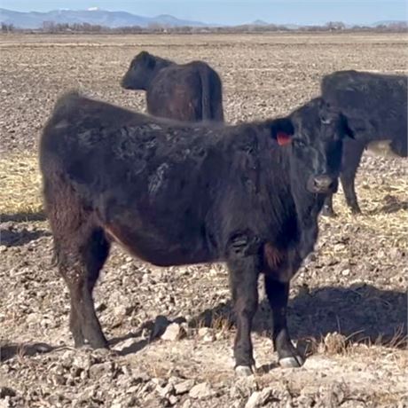 SimAngus Cow Calf Pairs | Alamosa, Colorado