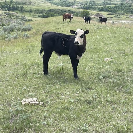 F1 Baldy and Angus Steer Calves | Grassy Butte, North Dakota