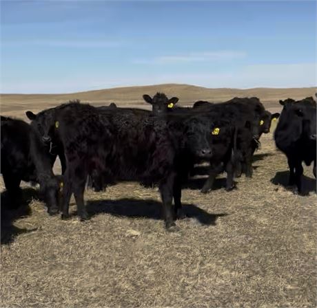 Black Angus Bred Heifers | Broken Bow, Nebraska