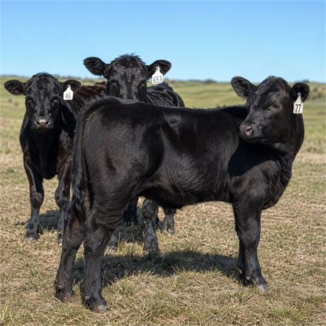 Black Angus & Baldy Steer Calves | Powers Lake, North Dakota