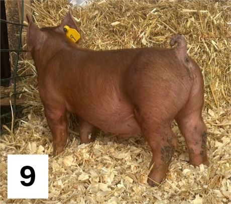 Lot 9 | Barrow | Duroc Cross