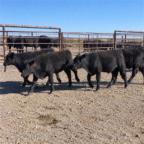 115 Steer Calves | 500 lbs | Upton, Wyoming