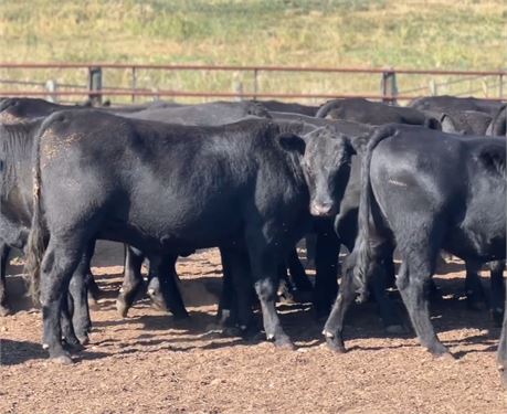 285 Yearling Steers | 975 lbs | Raynesford, Montana