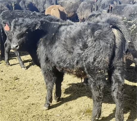 Sim Angus Steer Calves | Fairfield, Montana